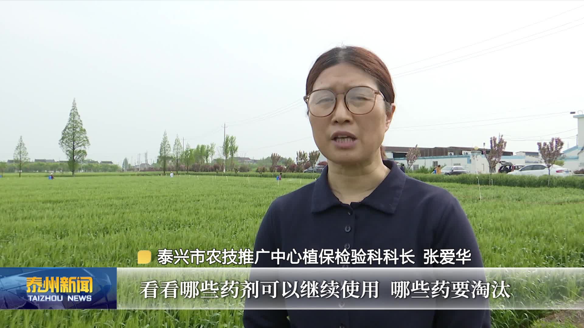 在希望的田野上  泰兴：田间试验破解难题 科学防控护麦生长